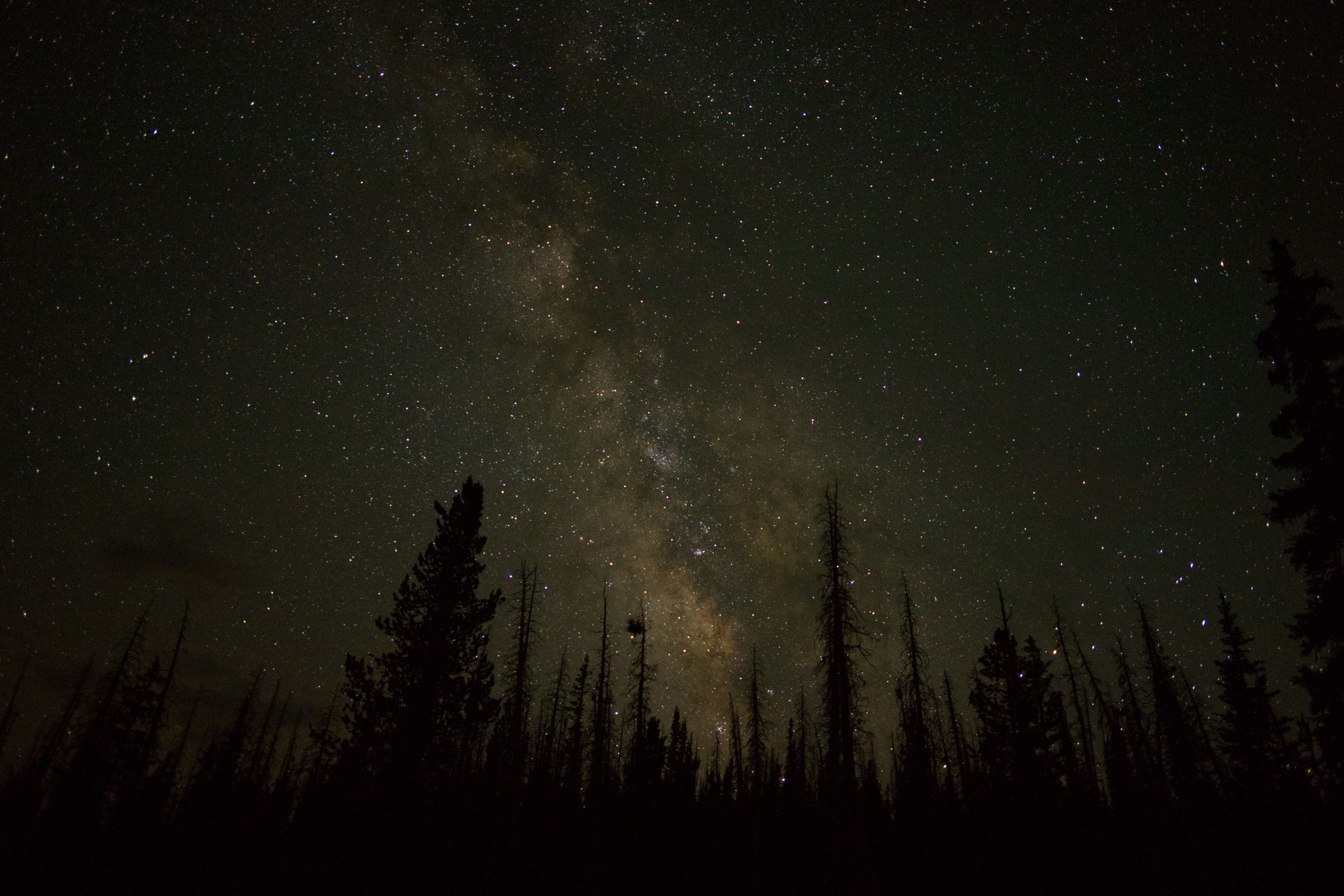 Coffee beans and cocoa plantation